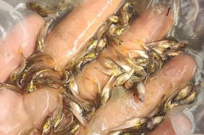 Lần đầu tiên sinh sản nhân tạo thành công cá bông lau