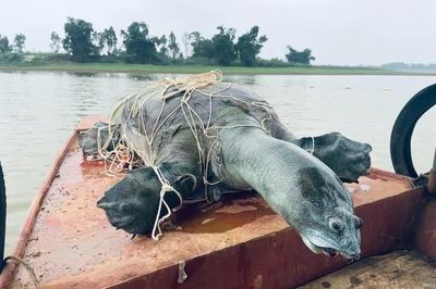 Cần thêm bằng chứng về khả năng còn rùa Hồ Gươm tại hồ Đồng Mô