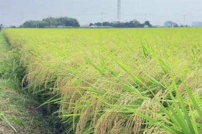 Xã Di Linh rà soát gần 288 ha lúa một vụ để nâng cao hiệu quả sản xuất