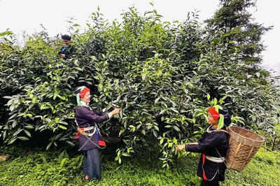 Gắn 'danh tính số' cho chè Shan tuyết