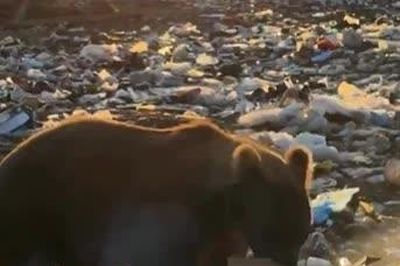 Nga: 6 người thiệt mạng do gấu tấn công