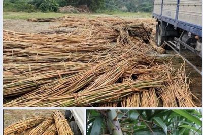 Khai thác loài cây Mây hồng phải đúng quy định pháp luật