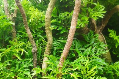 Lá đinh lăng có thể ăn như rau, nhưng không nên lạm dụng