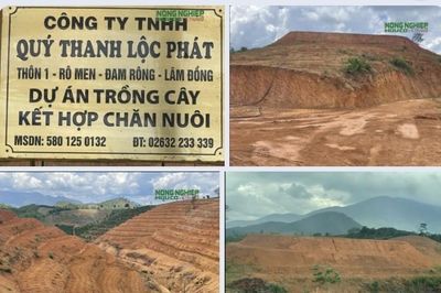 Lâm Đồng: Làm rõ trách nhiệm đối với một số Hạt Kiểm lâm do để xảy ra nhiều vụ phá rừng