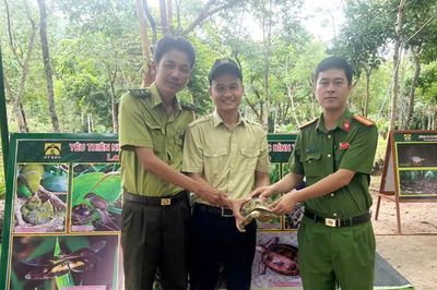 Thả rùa núi vàng về tự nhiên