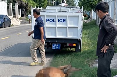 Hiểm họa từ thả rông gia súc gần đường giao thông ở xã Ninh Hải