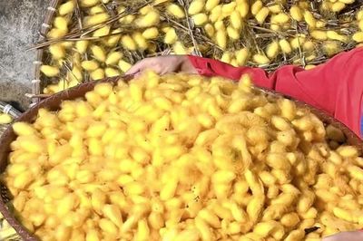 Nét đẹp nghề dệt thổ cẩm dân tộc Mường