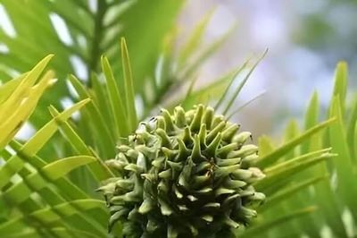 Loài thực vật tưởng đã tuyệt chủng 2 triệu năm bỗng được phát hiện còn sống