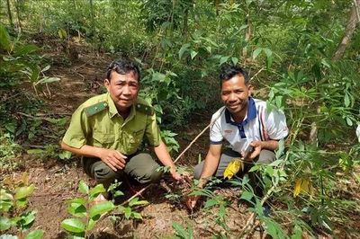 Gia Lai được tài trợ hơn 25 triệu USD giảm phát thải, phục hồi rừng