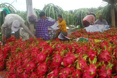 Xuất khẩu nông, lâm thuỷ sản mang về hơn 56,3 tỷ USD trong 9 tháng