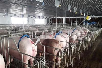 Đắk Lắk phê bình 35 xã, phường chưa kê khai hoạt động chăn nuôi