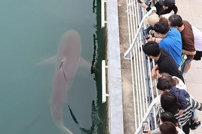 Cá mập nổi tiếng Busan không chịu rời kênh sau 3 tuần cứu hộ