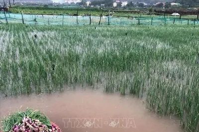 Mưa lớn gây thiệt hại diện tích hành sắp thu hoạch ở Lý Sơn