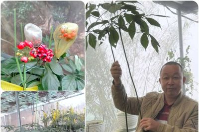 Doanh nhân làm giàu từ sâm Ngọc Linh và những trăn trở để phát triển kinh tế xanh bền vững