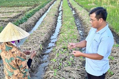 Chủ tịch Hội Nông dân xã quay video hướng dẫn kỹ thuật canh tác tại ruộng, vườn