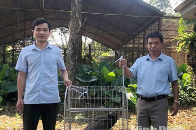 Xã Trần Thương bàn giao cá thể động vật rừng quý hiếm nhóm IB cho Vườn Quốc gia Cúc Phương