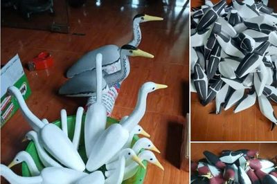 Nước mắt chim trời