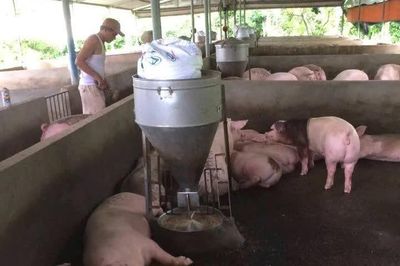 Liên tục ghi nhận ổ dịch tả lợn châu Phi tại Cần Thơ