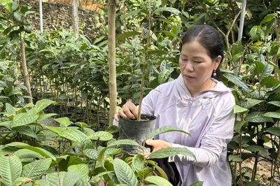 Đánh thức “vàng xanh” dưới chân núi Tam Đảo