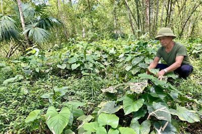 Gieo cây dược liệu dưới tán rừng