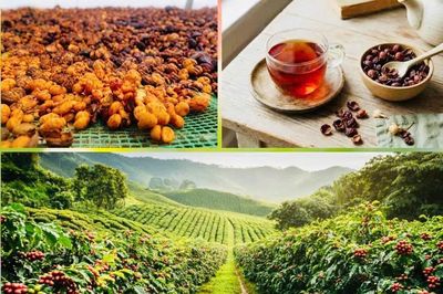 Lâm Đồng tổ chức hội nghị quốc tế tìm giải pháp nâng tầm giá trị cà phê