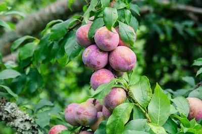 Sức hút của mận hậu ngố Tây Bắc trong mùa thu hoạch