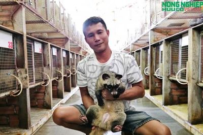 8X bỏ nghề thợ mộc, mạnh dạn đầu tư nuôi chồn hương, thu lãi hàng tỷ đồng mỗi năm
