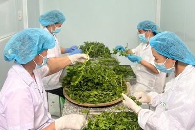 Gia Lai: Gỡ điểm nghẽn để nông nghiệp công nghệ cao, dược liệu bứt phá