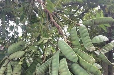 Công dụng một loại cây dùng gội đầu nằm trong danh mục cấm trồng ở Hà Nội