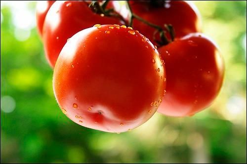Cà chua. Giá trị dinh dưỡng phong phú của cà chua từ lâu đã được biết đến. Mùa hè ăn nhiều cà chua còn có tác dụng ngăn ngừa tia tử ngoại. Trong cà chua chứa các thành phần như các loại vitamin, lycopene, axit citric, axit malic, pectin… đều là những chất có lợi cho sự hoạt động bình thường của dạ dày và ruột.