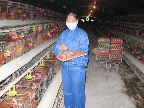 Một khu chăn nuôi gà tập trung ở huyện Quốc Oai.