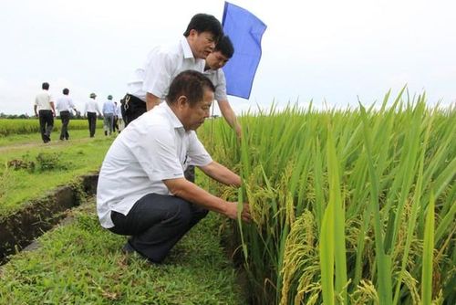 Nghi Vạn - Nghi Lộc đưa giống lúa mới vào sản xuất cho năng suất cao. Ảnh: Trân Châu