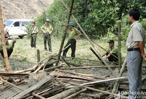 Tháng 5/2011, anh Vi Văn Sinh (trú xã Lục Dạ, Con Cuông), cùng vài người khác đến bản Vều dựng lán phát rẫy trồng cao su thuê. Nửa đêm, trong lúc đang ngủ say thì đàn voi hung hăng xông vào phá lán trại, quật chết anh Sinh và làm một người khác bị thương. Từ đó đến nay, đàn voi này liên tục quấy phá. "Đến nay đã có 2 người bị đàn voi này quật chết và nhiều người khác bị thương. Nó thường xuất hiện khi mía người dân trồng sắp đến mùa thu hoạch", Chủ tịch UBND xã Phúc Sơn nói. Ngoài quấy phá ở xã Phúc Sơn, đàn voi này cũng thường xuống khu vực xã Thanh Đức, Hạnh Lâm của Thanh Chương tàn phá hoa màu người dân.Trong ảnh là lán trại nơi anh Vi Văn Sinh bị voi quật chết. Ảnh: VQG Pù Mát cung cấp.
