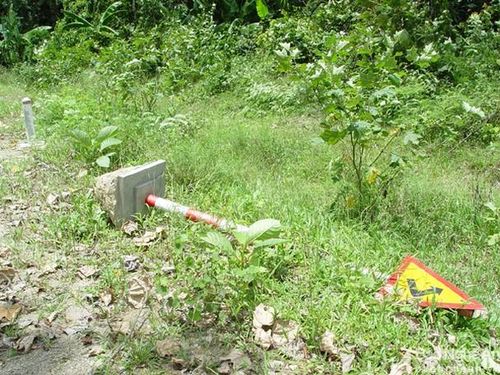 Con voi cái đơn lẻ nhiều lần được ghi nhận ra khỏi rừng, quật ngã biển báo giao thông, thậm chí những lán trại, nhà dân gần đó. "Khi chúng tôi làm con đường vào thác Khe Kèm, con voi này liên tục ra quấy phá. Lán trại dựng lên là nó đến quật ngã", ông Cường cho hay. Ảnh. VQG Pù Mát cung cấp.