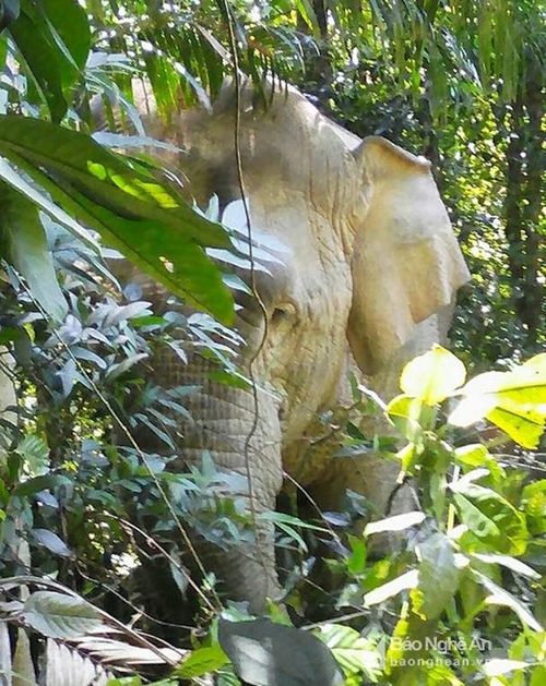 Cách đàn voi 5 con ở tây bắc Pù Mát khoảng 2 ngày đi bộ là con voi cái đang tuổi sinh đẻ. Con voi này hiện sống ở trung tâm Vườn quốc gia, thường xuyên xung đột với con người. "Trước đây, đàn voi có 2 con nhưng năm 1996, con voi đực bị giết hại. Từ đó đến nay, con voi này sống đơn lẻ gần khu vực thác Khe Kèm. Cứ đến mùa động dục nó lại thường đến các bản làng quấy phá. Không có voi đực, nó thường xuyên tìm các con trâu đực lớn của người dân rồi giữ lại trong rừng", ông Cường cho hay. Trong ảnh là cảnh con voi cái đã "bắt giữ" một trâu đực của người dân xã Chi Khê vào tháng 8/2016. Ảnh. VQG Pù Mát cung cấp.