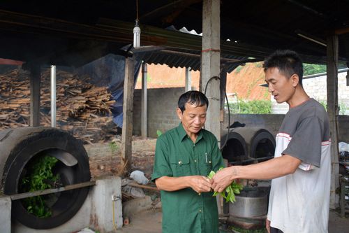 Thương binh hạng 4/4 Nguyễn Trung Thành trao đổi kinh nghiệm chăm sóc, phân loại chè xanh với các xã viên.