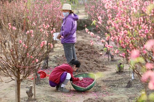 Vào thời điểm Tết ông Công ông Táo, nắng lên cả cánh đồng đỏ rực một màu hoa.