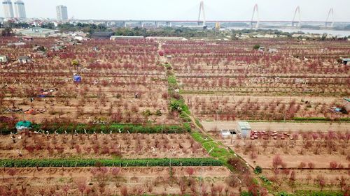 Một góc cánh đồng trồng đào Nhật Tân, quận Tây Hồ.