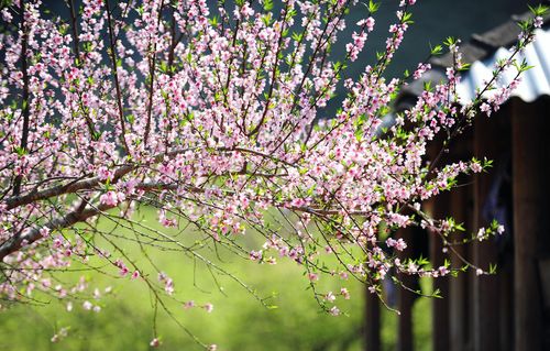 Vẻ đẹp của hoa đào rừng bên các ngôi nhà ven đường.
