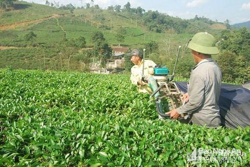 Người dân ở đội 1, Khe Đá, Xí nghiệp chè Ngọc Lâm, huyện Thanh Chương thu hái chè bằng máy. Ảnh: Đình Hà