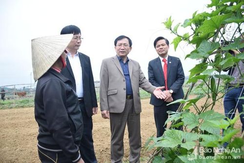 Đồng chí Đinh Viết Hồng - Phó Chủ tịch UBND tỉnh, Phó Ban chỉ đạo các chương trình MTQG tỉnh tham quan mô hình sản xuất rau an toàn tại xã Vân Diên, huyện Nam Đàn. Ảnh: Xuân Hoàng