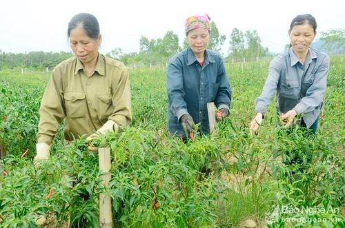 Mô hình chuyển đổi cơ cấu cây trồng, cây ớt cay mang lại hiệu quả kinh tế vùng đất ruộng sản xuất lúa kém hiệu quả ở xã Kim Liên, Nam Đàn. Ảnh: Thanh Lê
