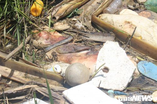  Lợn chết bốc mùi hôi thối. 
