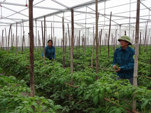 Mô hình rau nhà lưới của gia đình chị Hà Thị Sương tại xã Hồng Thành (Yên Thành). Ảnh: Minh Chi