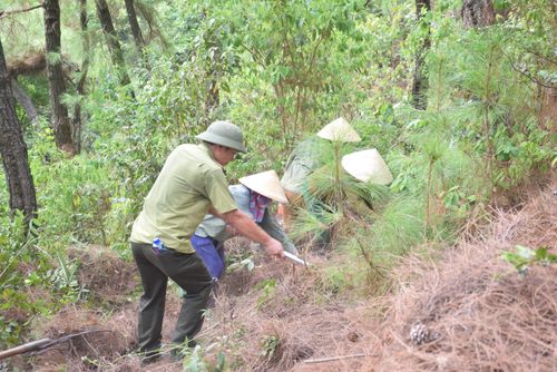 Các lực lượng chữa cháy đang khẩn trương phát đường băng cản lửa phòng lửa rừng lây lan sang các xóm khác. Ảnh: Văn Trường