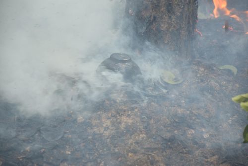 Hầu hết cánh rừng thông bị cháy đều đang trong giai đoạn khai thác nhựa. Ảnh: Xuân Hoàng.