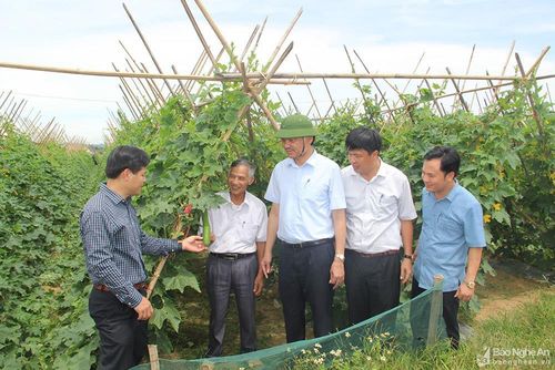 Kiểm tra mô hình trồng bí xanh tại xã Thanh Lĩnh. Ảnh: Phú Hương