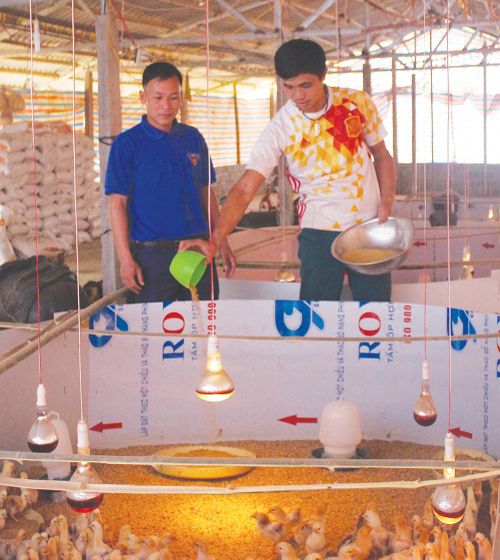 Mô hình chăn nuôi gà sạch thả vườn của hộ anh Hà Văn Thi ở khu Bông 3 cho thu nhập kinh tế ổn định tạo hướng đi mới cho phát triển nông nghiệp bền vững tại địa phương.