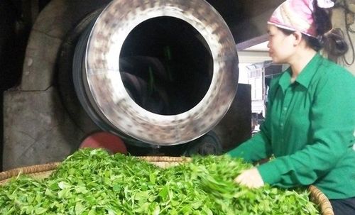 Thiết bị chế biến chè được đầu tư, nâng cao chất lượng chè Đại Từ.