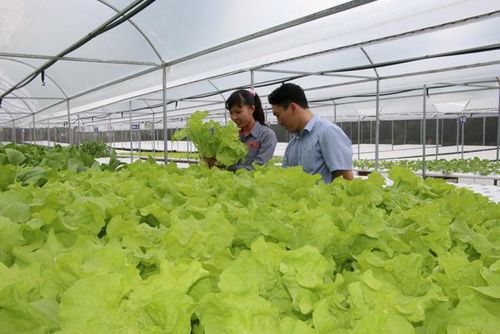 Huyện Cao Lãnh chú trọng phát triển các thế mạnh trong ngành nông nghiệp